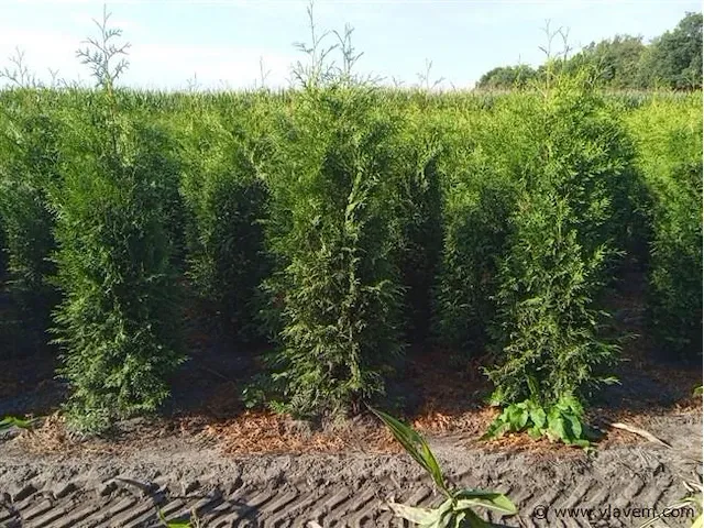 Coniferen thuja brabant 200-225 20x - afbeelding 1 van  1