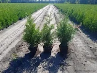 Coniferen thuja brabant 60-80 125x