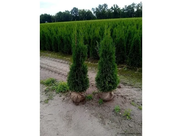 Coniferen thuja smaragd 120-140 60x - afbeelding 1 van  1