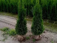 Coniferen thuja smaragd 120-140 60x - afbeelding 1 van  1