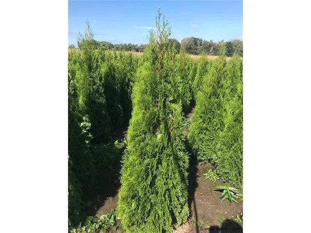 Coniferen thuja smaragd 175-200 30x - afbeelding 1 van  1