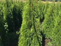Coniferen thuja smaragd 175-200 30x - afbeelding 1 van  1