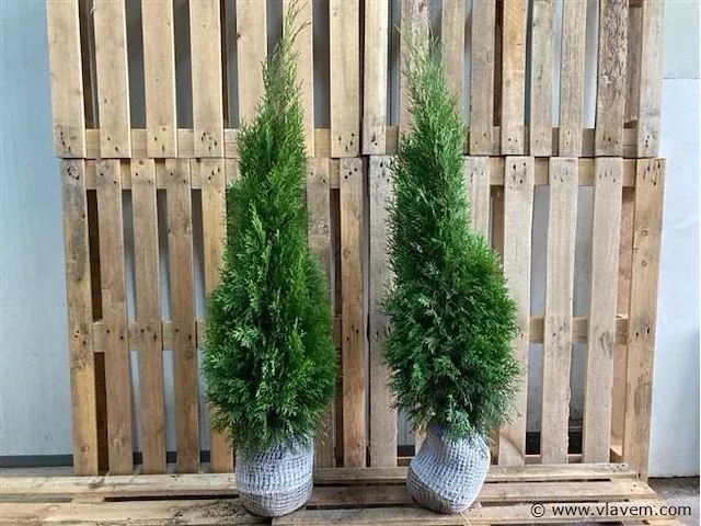 Coniferen thuja smaragd 80-100 100x - afbeelding 1 van  1