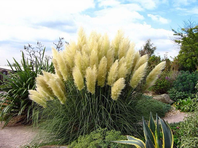 Cortaderia selloana wit (6x) - afbeelding 1 van  2