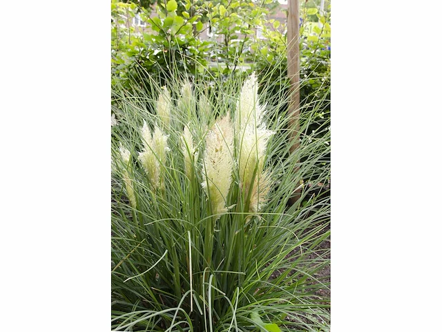 Cortaderia selloana wit (6x) - afbeelding 2 van  2