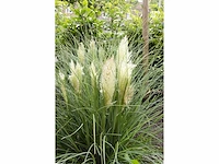 Cortaderia selloana wit (6x) - afbeelding 2 van  2