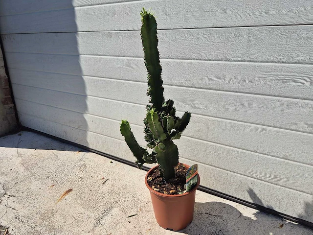 Cowboycactus - euphorbia eritrea - hoogte ca. 60 cm - afbeelding 1 van  3
