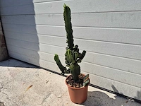 Cowboycactus - euphorbia eritrea - hoogte ca. 60 cm - afbeelding 1 van  3