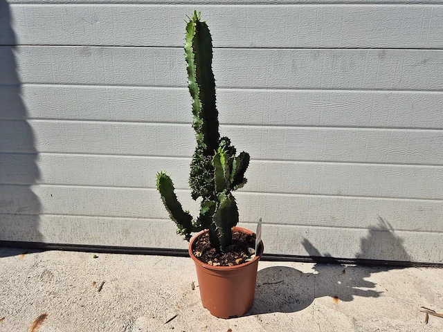 Cowboycactus - euphorbia eritrea - hoogte ca. 60 cm - afbeelding 2 van  3