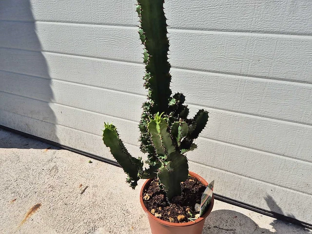 Cowboycactus - euphorbia eritrea - hoogte ca. 60 cm - afbeelding 3 van  3