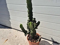 Cowboycactus - euphorbia eritrea - hoogte ca. 60 cm - afbeelding 3 van  3