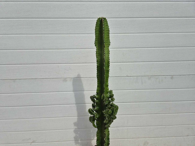 Cowboycactus - euphorbia eritrea - hoogte ca. 80 cm - afbeelding 3 van  3
