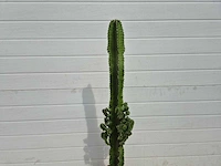 Cowboycactus - euphorbia eritrea - hoogte ca. 80 cm - afbeelding 3 van  3