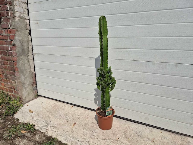 Cowboycactus - euphorbia eritrea - hoogte ca. 80 cm - afbeelding 1 van  3