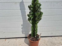 Cowboycactus - euphorbia eritrea - hoogte ca. 80 cm - afbeelding 2 van  3