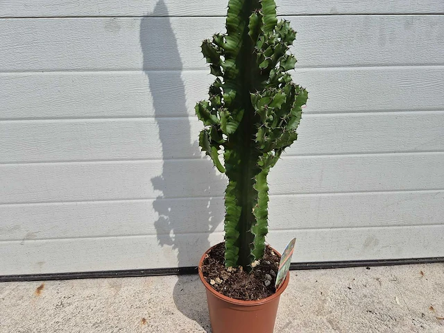 Cowboycactus - euphorbia eritrea - hoogte ca. 80 cm - afbeelding 2 van  3