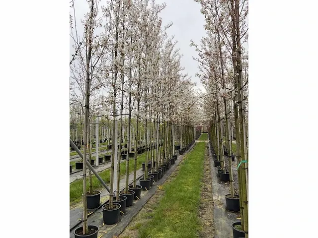 Currant tree (1x) - afbeelding 3 van  4