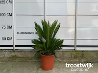 Cyca revoluta - afbeelding 1 van  5