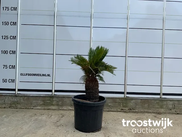 Cyca revoluta - afbeelding 1 van  5