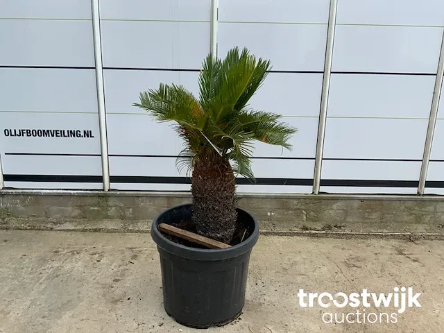 Cyca revoluta - afbeelding 2 van  5
