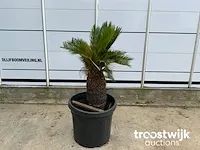 Cyca revoluta - afbeelding 2 van  5