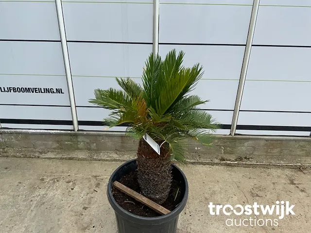 Cyca revoluta - afbeelding 3 van  5