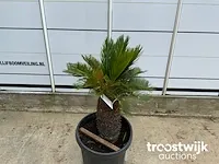 Cyca revoluta - afbeelding 3 van  5