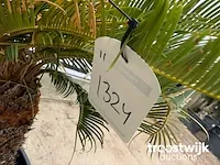Cyca revoluta - afbeelding 4 van  5
