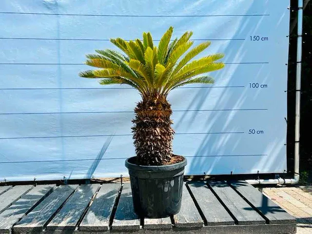 Cycas revoluta ca. 120cm incl pot - afbeelding 1 van  1