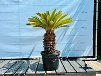 Cycas revoluta ca. 120cm incl pot - afbeelding 1 van  1