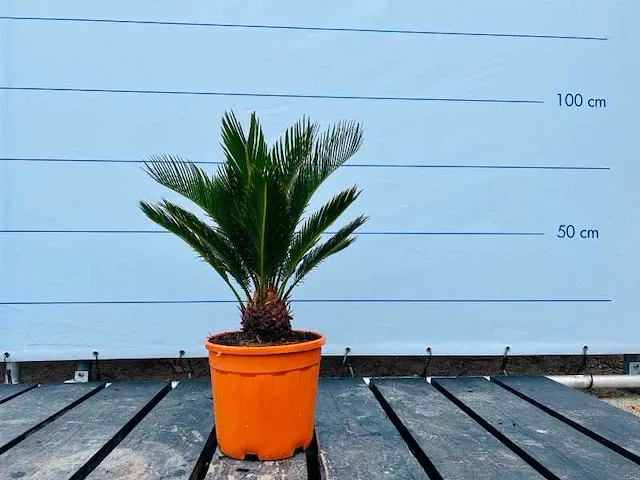 Cycas revoluta ca. 90cm incl pot - afbeelding 1 van  1