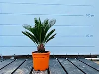 Cycas revoluta ca. 90cm incl pot - afbeelding 1 van  1