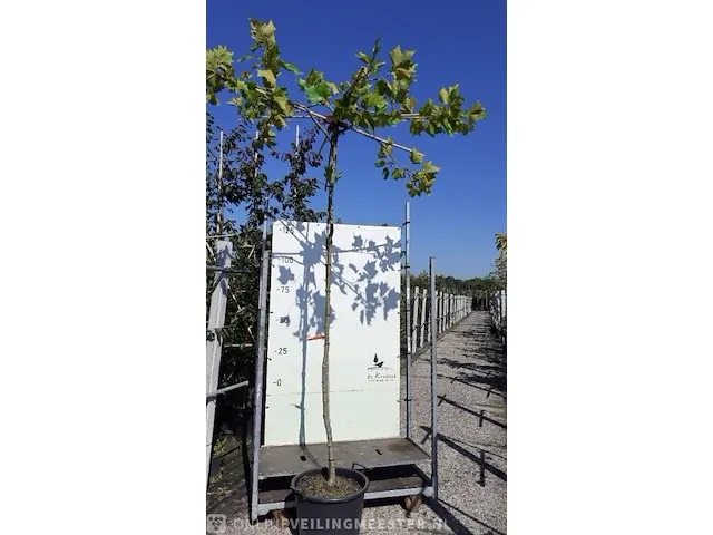 Dakplataan platanus hispanica, dakboom, , 2-3 m hoog - afbeelding 1 van  1