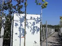 Dakplataan platanus hispanica, dakboom, , 2-3 m hoog - afbeelding 1 van  1