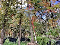 Dakspaaneik - parkboom - afbeelding 1 van  4