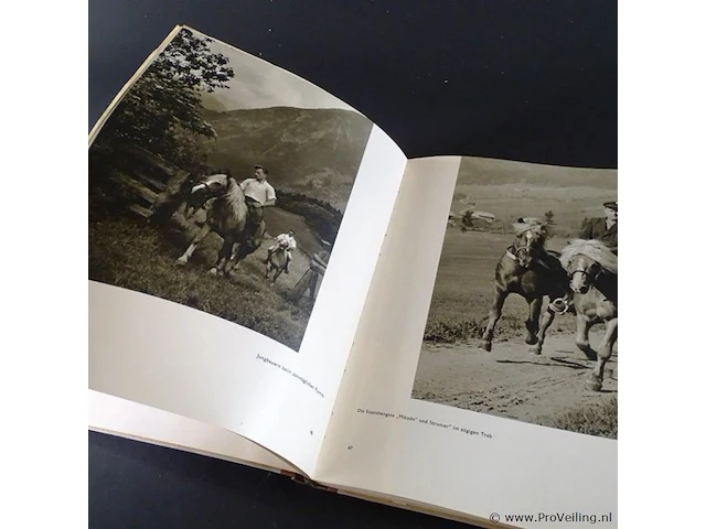 De haflinger in tirol - afbeelding 4 van  5