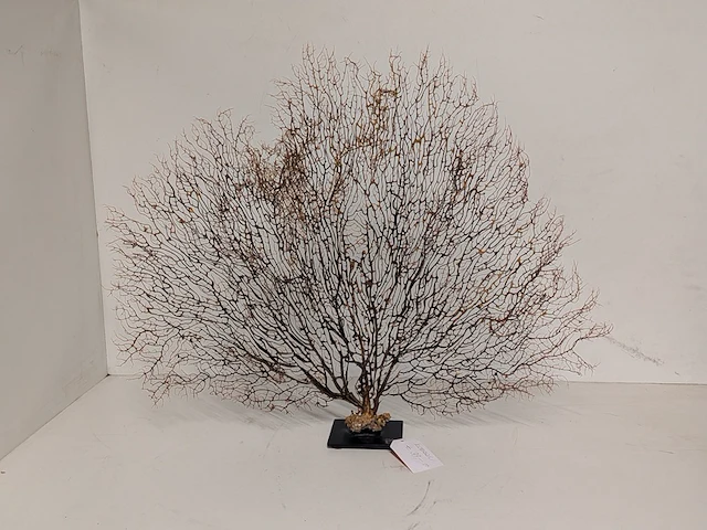 Decoratie stuk koraal brons - afbeelding 1 van  5