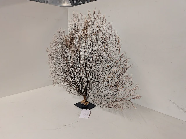 Decoratie stuk koraal brons - afbeelding 2 van  5