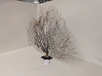 Decoratie stuk koraal brons - afbeelding 2 van  5