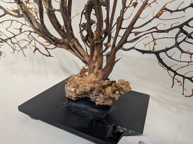 Decoratie stuk koraal brons - afbeelding 3 van  5