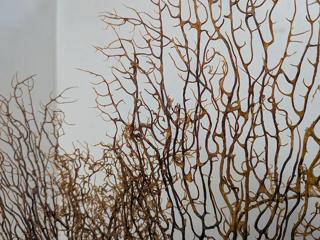 Decoratie stuk koraal brons - afbeelding 4 van  5