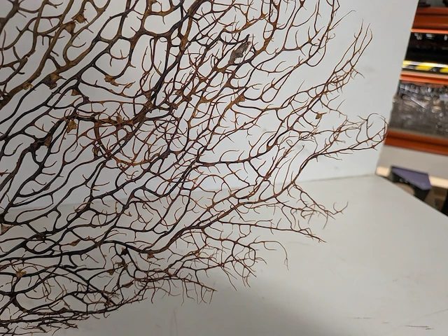 Decoratie stuk koraal brons - afbeelding 5 van  5