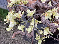 Decoratiebloempot op loden zuil (2x) - afbeelding 6 van  6