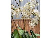 Decoratiebloempot op loden zuil (2x) - afbeelding 5 van  5