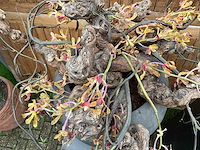 Decoratiebloempot op loden zuil (2x) - afbeelding 4 van  7