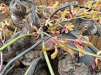 Decoratiebloempot op loden zuil (2x) - afbeelding 7 van  7