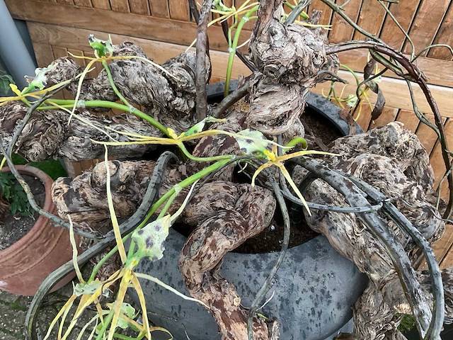 Decoratiebloempot op loden zuil (2x) - afbeelding 5 van  8