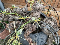 Decoratiebloempot op loden zuil (2x) - afbeelding 5 van  8