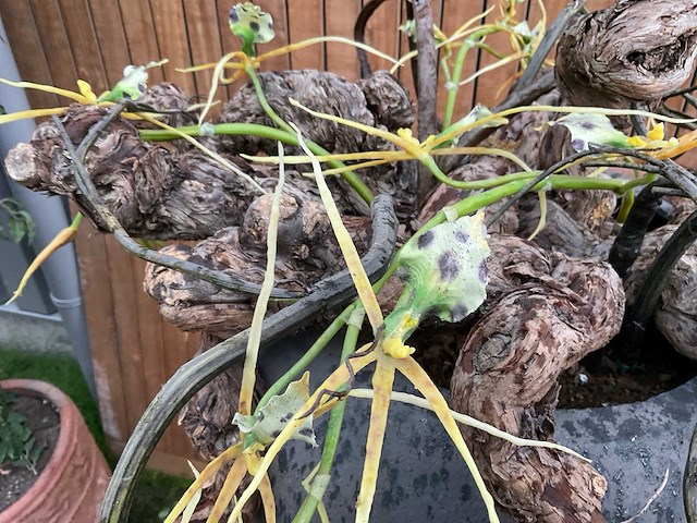 Decoratiebloempot op loden zuil (2x) - afbeelding 7 van  8