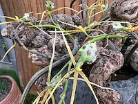 Decoratiebloempot op loden zuil (2x) - afbeelding 7 van  8